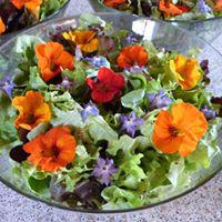 Salade avec fleurs de capucine